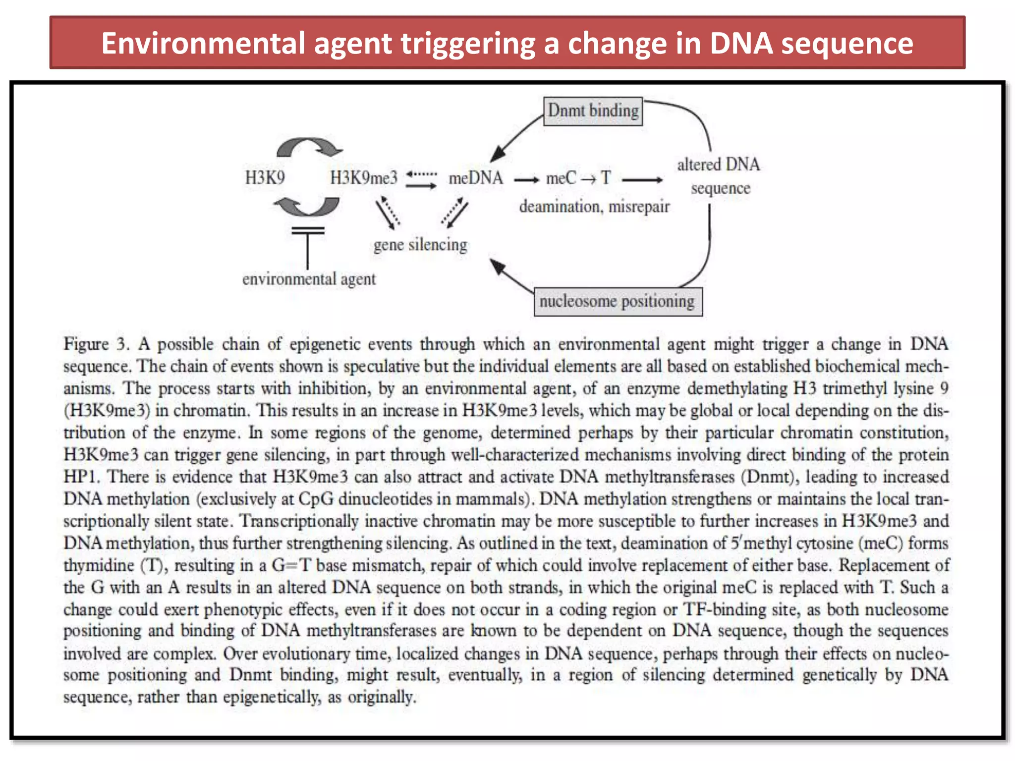 Environmental agent triggering a change in DNA sequence
 
