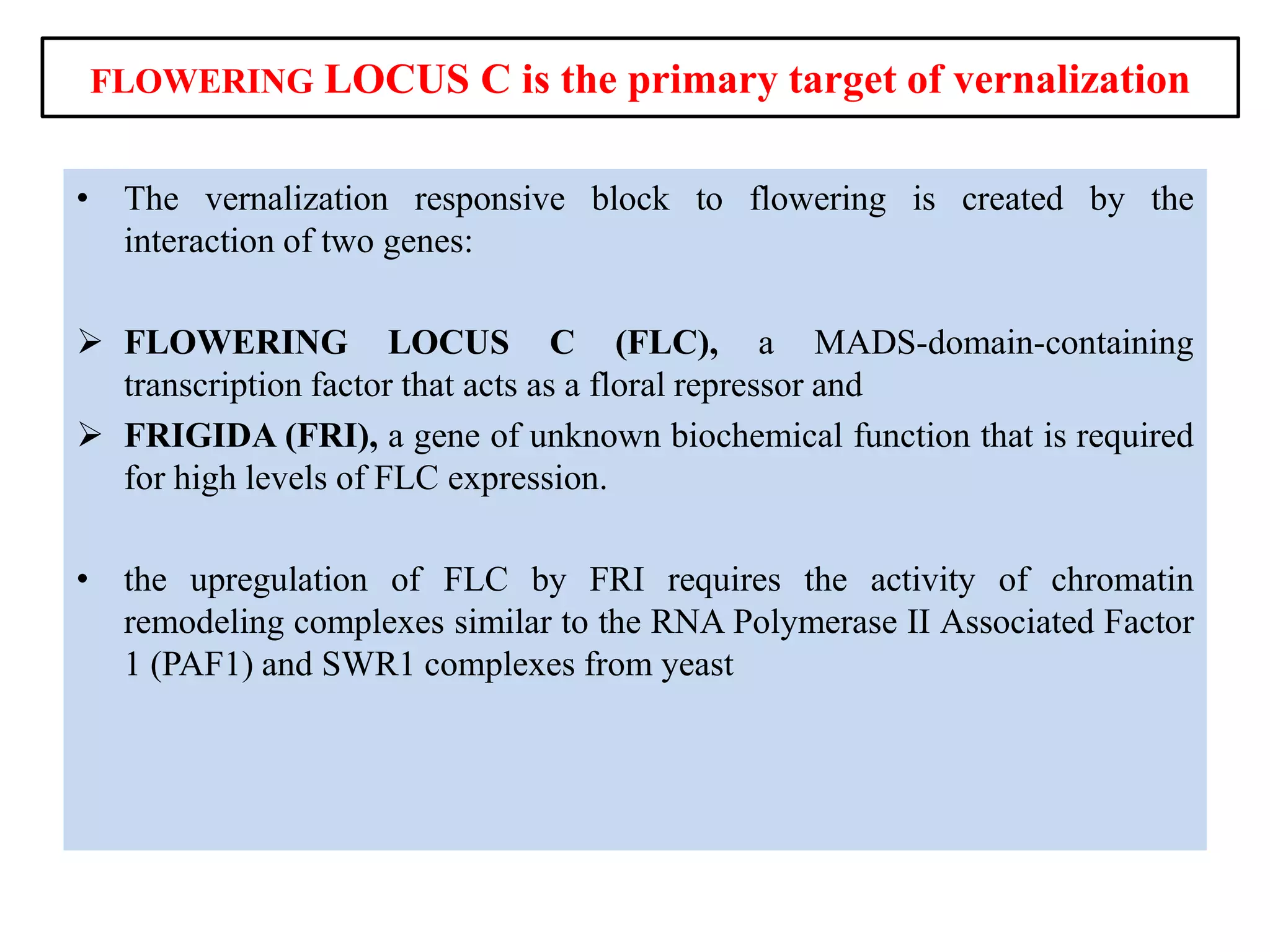 FLOWERING LOCUS C is the primary target of vernalization
• The vernalization responsive block to flowering is created by the
interaction of two genes:
 FLOWERING LOCUS C (FLC), a MADS-domain-containing
transcription factor that acts as a floral repressor and
 FRIGIDA (FRI), a gene of unknown biochemical function that is required
for high levels of FLC expression.
• the upregulation of FLC by FRI requires the activity of chromatin
remodeling complexes similar to the RNA Polymerase II Associated Factor
1 (PAF1) and SWR1 complexes from yeast
 