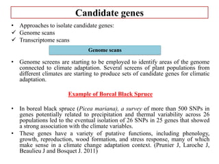 Candidate genes
• Approaches to isolate candidate genes:
 Genome scans
 Transcriptome scans
• Genome screens are starting to be employed to identify areas of the genome
connected to climate adaptation. Several screens of plant populations from
different climates are starting to produce sets of candidate genes for climatic
adaptation.
Example of Boreal Black Spruce
• In boreal black spruce (Picea mariana), a survey of more than 500 SNPs in
genes potentially related to precipitation and thermal variability across 26
populations led to the eventual isolation of 26 SNPs in 25 genes that showed
a strong association with the climate variables.
• These genes have a variety of putative functions, including phenology,
growth, reproduction, wood formation, and stress response, many of which
make sense in a climate change adaptation context. (Prunier J, Laroche J,
Beaulieu J and Bosquet J. 2011)
Genome scans
 
