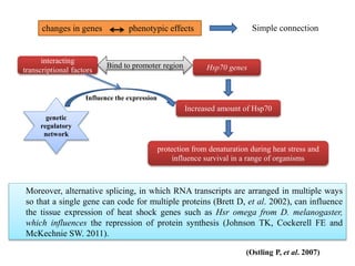 Moreover, alternative splicing, in which RNA transcripts are arranged in multiple ways
so that a single gene can code for multiple proteins (Brett D, et al. 2002), can influence
the tissue expression of heat shock genes such as Hsr omega from D. melanogaster,
which influences the repression of protein synthesis (Johnson TK, Cockerell FE and
McKechnie SW. 2011).
changes in genes phenotypic effects Simple connection
Hsp70 genes
Increased amount of Hsp70
protection from denaturation during heat stress and
influence survival in a range of organisms
genetic
regulatory
network
interacting
transcriptional factors
Influence the expression
Bind to promoter region
(Ostling P, et al. 2007)
 