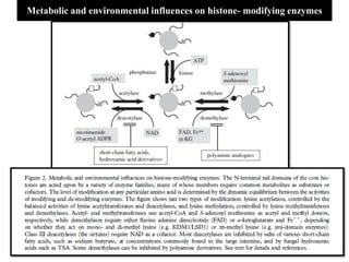 Metabolic and environmental influences on histone- modifying enzymes
 