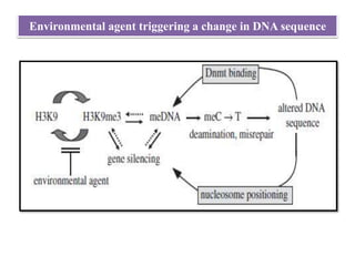 Environmental agent triggering a change in DNA sequence
 