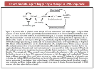 Environmental agent triggering a change in DNA sequence
 