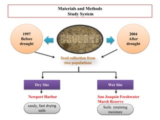 1997
Before
drought
2004
After
drought
Dry Site Wet Site
San Joaquin Freshwater
Marsh Reserve
Newport Harbor
sandy, fast drying
soils
Soils retaining
moisture
Materials and Methods
Study System
 