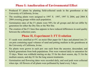 Phase I: Amelioration of Environmental Effect
• Produced F1 plants by planting field-collected seeds in the greenhouse at the
University of California, Irvine.
• The resulting plants were assigned to 1997 X 1997, 1997 X 2004, and 2004 X
2004 crossing groups within each population.
• Germination rates of the F1 plants were 94% for all groups and did not differ by
generation for either the Dry Site or the Wet Site.
• The creation of the F1 lines thus appears to have reduced differences in seed quality
between the collection years.
Phase II, Experiment I: FT Evolution
• F1 seeds were stratified at 4°C on moist filter paper for 5 days and planted into 25-
cm pots containing equal volumes of sand and potting medium in the greenhouse at
the University of California, Irvine.
• Six plants were grown in each pot: one each from the ancestor, descendant, and
hybrid generations from both populations. Pots were watered daily to saturation for
33 days. Water was withheld starting on day 33 for the short season, day 51 for the
medium season, and day 81 for the long season treatments.
• Germination and flowering dates were recorded daily, and seed pods were collected
when ripe. All flowers of all plants were pollinated by hand every 3 days.
 
