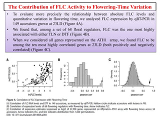 The Contribution of FLC Activity to Flowering-Time Variation
• To evaluate more precisely the relationship between absolute FLC levels and
quantitative variation in flowering time, we analyzed FLC expression by qRT-PCR in
149 accessions grown at 23LD (Figure 4A).
• We found that, among a set of 68 floral regulators, FLC was the one most highly
associated with either TLN or DTF (Figure 4B).
• When we considered all genes represented on the ATH1 array, we found FLC to be
among the ten most highly correlated genes at 23LD (both positively and negatively
correlated) (Figure 4C).
 