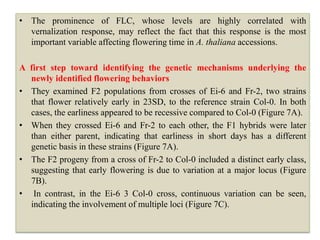 • The prominence of FLC, whose levels are highly correlated with
vernalization response, may reflect the fact that this response is the most
important variable affecting flowering time in A. thaliana accessions.
A first step toward identifying the genetic mechanisms underlying the
newly identified flowering behaviors
• They examined F2 populations from crosses of Ei-6 and Fr-2, two strains
that flower relatively early in 23SD, to the reference strain Col-0. In both
cases, the earliness appeared to be recessive compared to Col-0 (Figure 7A).
• When they crossed Ei-6 and Fr-2 to each other, the F1 hybrids were later
than either parent, indicating that earliness in short days has a different
genetic basis in these strains (Figure 7A).
• The F2 progeny from a cross of Fr-2 to Col-0 included a distinct early class,
suggesting that early flowering is due to variation at a major locus (Figure
7B).
• In contrast, in the Ei-6 3 Col-0 cross, continuous variation can be seen,
indicating the involvement of multiple loci (Figure 7C).
 