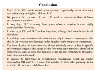 Conclusion
• Much of the difference in vernalization response is apparently due to variation at
two epistatically acting loci, FRI and FLC.
• We present the response of over 150 wild accessions to three different
environmental variables.
• In long days, FLC is among those genes whose expression is most highly
correlated with flowering.
• In short days, FRI and FLC are less important, although their contribution is still
significant.
• In addition, there is considerable variation not only in vernalization response, but
also in the response to differences in day length or ambient growth temperature.
• The identification of accessions that flower relatively early or late in specific
environments suggests that many of the flowering-time pathways identified by
mutagenesis, such as those that respond to day length, contribute to flowering-
time variation in the wild.
• In contrast to differences in vernalization requirement, which are mainly
mediated by FRI and FLC, it seems that variation in these other pathways is due
to allelic effects at several different loci.
 