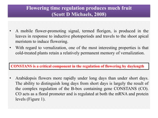 Flowering time regulation produces much fruit
(Scott D Michaels, 2008)
• A mobile flower-promoting signal, termed florigen, is produced in the
leaves in response to inductive photoperiods and travels to the shoot apical
meristem to induce flowering.
• With regard to vernalization, one of the most interesting properties is that
cold-treated plants retain a relatively permanent memory of vernalization.
• Arabidopsis flowers more rapidly under long days than under short days.
The ability to distinguish long days from short days is largely the result of
the complex regulation of the B-box containing gene CONSTANS (CO).
CO acts as a floral promoter and is regulated at both the mRNA and protein
levels (Figure 1).
CONSTANS is a critical component in the regulation of flowering by daylength
 