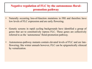 Negative regulation of FLC by the autonomous floral-
promotion pathway
• Naturally occurring loss-of-function mutations in FRI and therefore have
low levels of FLC expression and are early flowering.
• Genetic screens in rapid cycling backgrounds have identified a group of
genes that act to constitutively repress FLC. These genes are collectively
referred to as the ‘autonomous’ floral-promotion pathway.
• Autonomous-pathway mutants contain elevated levels of FLC and are late-
flowering; like winter annuals however, FLC can be epigenetically silenced
by vernalization.
 