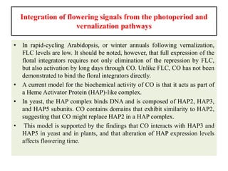 Integration of flowering signals from the photoperiod and
vernalization pathways
• In rapid-cycling Arabidopsis, or winter annuals following vernalization,
FLC levels are low. It should be noted, however, that full expression of the
floral integrators requires not only elimination of the repression by FLC,
but also activation by long days through CO. Unlike FLC, CO has not been
demonstrated to bind the floral integrators directly.
• A current model for the biochemical activity of CO is that it acts as part of
a Heme Activator Protein (HAP)-like complex.
• In yeast, the HAP complex binds DNA and is composed of HAP2, HAP3,
and HAP5 subunits. CO contains domains that exhibit similarity to HAP2,
suggesting that CO might replace HAP2 in a HAP complex.
• This model is supported by the findings that CO interacts with HAP3 and
HAP5 in yeast and in plants, and that alteration of HAP expression levels
affects flowering time.
 