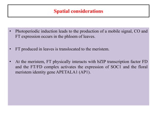 Spatial considerations
• Photoperiodic induction leads to the production of a mobile signal, CO and
FT expression occurs in the phloem of leaves.
• FT produced in leaves is translocated to the meristem.
• At the meristem, FT physically interacts with bZIP transcription factor FD
and the FT/FD complex activates the expression of SOC1 and the floral
meristem identity gene APETALA1 (AP1).
 