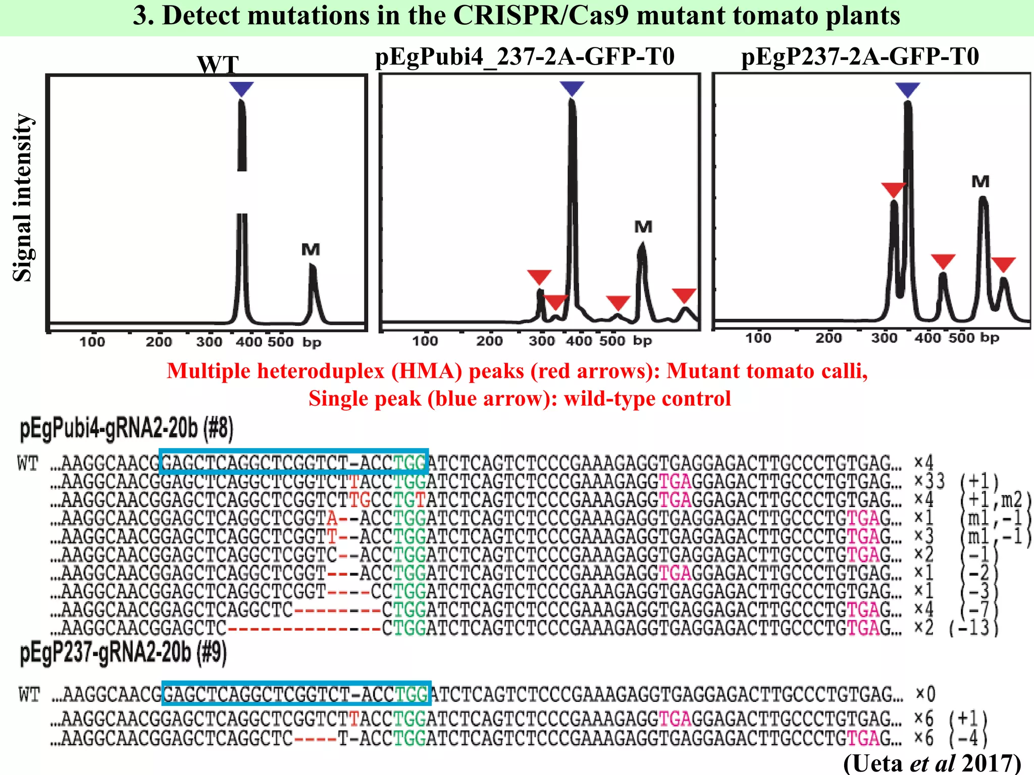 Applications and potential of genome editing tools in vegetable ...