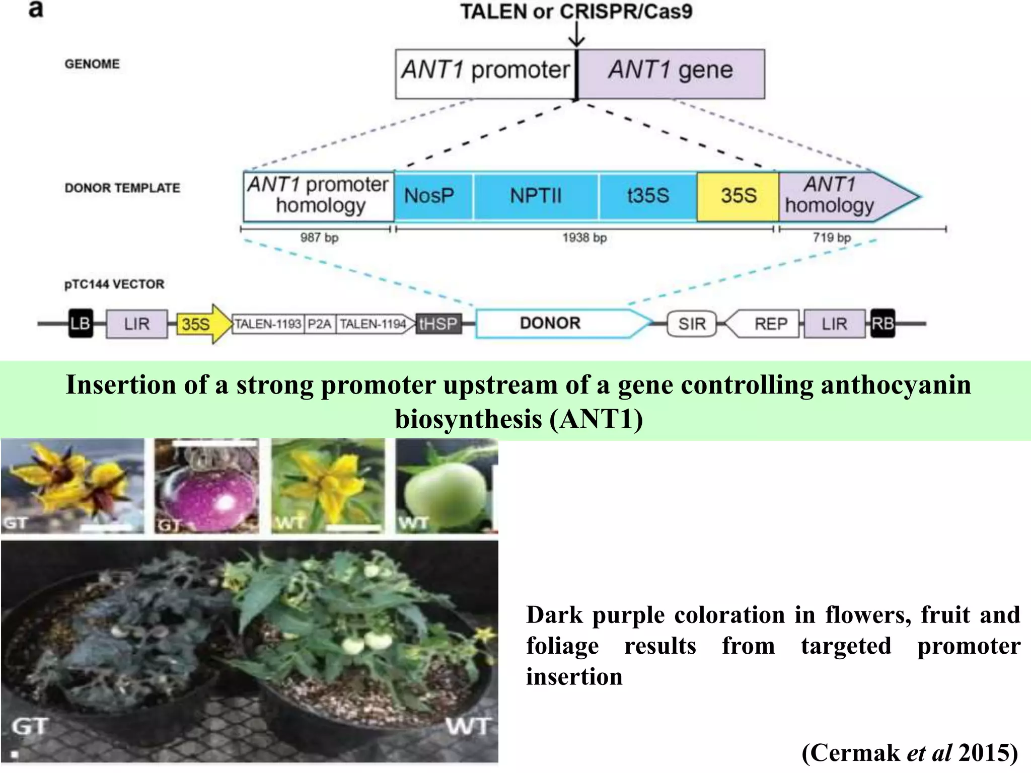 Applications and potential of genome editing tools in vegetable ...