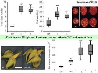 Applications and potential of genome editing tools in vegetable ...