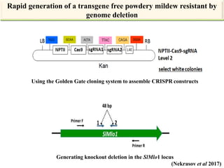 Applications and potential of genome editing tools in vegetable ...