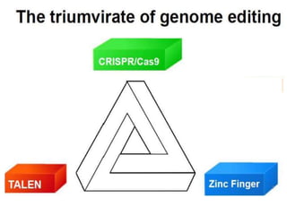 Applications and potential of genome editing tools in vegetable ...