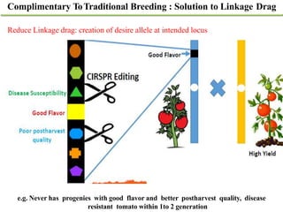Applications and potential of genome editing tools in vegetable ...