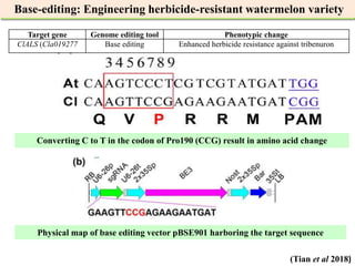 Applications and potential of genome editing tools in vegetable ...