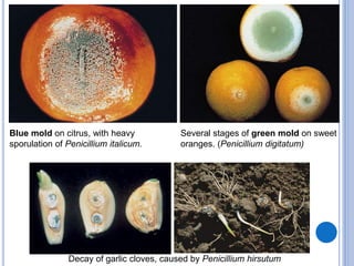 Blue mold on citrus, with heavy
sporulation of Penicillium italicum.
Several stages of green mold on sweet
oranges. (Penicillium digitatum)
Decay of garlic cloves, caused by Penicillium hirsutum
 