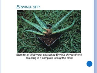 ERWINIA SPP.
Stem rot of Aloë vera, caused by Erwinia chrysanthemi,
resulting in a complete loss of the plant
 