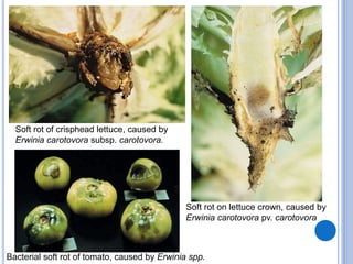 Soft rot of crisphead lettuce, caused by
Erwinia carotovora subsp. carotovora.
Soft rot on lettuce crown, caused by
Erwinia carotovora pv. carotovora
Bacterial soft rot of tomato, caused by Erwinia spp.
 
