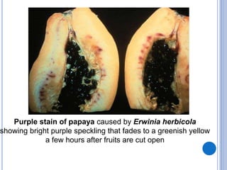Purple stain of papaya caused by Erwinia herbicola
showing bright purple speckling that fades to a greenish yellow
a few hours after fruits are cut open
 
