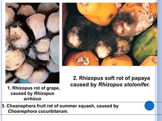 1. Rhizopus rot of grape,
caused by Rhizopus
arrhizus
2. Rhizopus soft rot of papaya
caused by Rhizopus stolonifer.
3. Choanephora fruit rot of summer squash, caused by
Choanephora cucurbitarum.
 