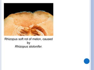 Rhizopus soft rot of melon, caused
by
Rhizopus stolonifer.
 