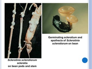 Sclerotinia sclerotiorum
sclerotia
on bean pods and stem
Germinating sclerotium and
apothecia of Sclerotinia
sclerotiorum on bean
 