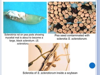 Sclerotinia rot on pea pods showing
mycelial mat is about to become a
large, black sclerotium. (S.
sclerotiorum)
Pea seed contaminated with
sclerotia S. sclerotiorum.
Sclerotia of S. sclerotiorum inside a soybean
 