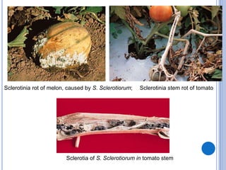 Sclerotinia rot of melon, caused by S. Sclerotiorum; Sclerotinia stem rot of tomato
Sclerotia of S. Sclerotiorum in tomato stem
 