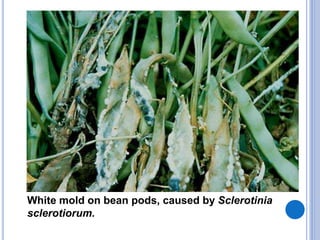 White mold on bean pods, caused by Sclerotinia
sclerotiorum.
 