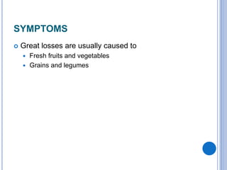 SYMPTOMS
 Great losses are usually caused to
 Fresh fruits and vegetables
 Grains and legumes
 