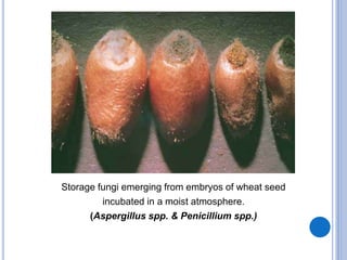 Storage fungi emerging from embryos of wheat seed
incubated in a moist atmosphere.
(Aspergillus spp. & Penicillium spp.)
 