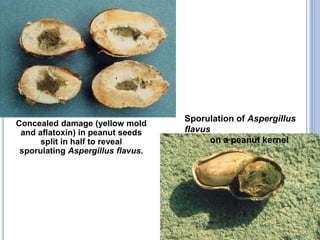 Concealed damage (yellow mold
and aflatoxin) in peanut seeds
split in half to reveal
sporulating Aspergillus flavus.
Sporulation of Aspergillus
flavus
on a peanut kernel
 
