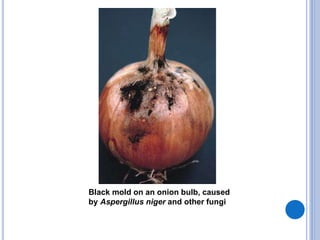 Black mold on an onion bulb, caused
by Aspergillus niger and other fungi
 