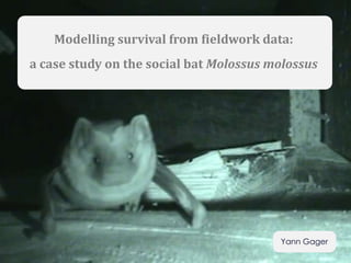 Yann Gager
Modelling survival from fieldwork data:
a case study on the social bat Molossus molossus
 
