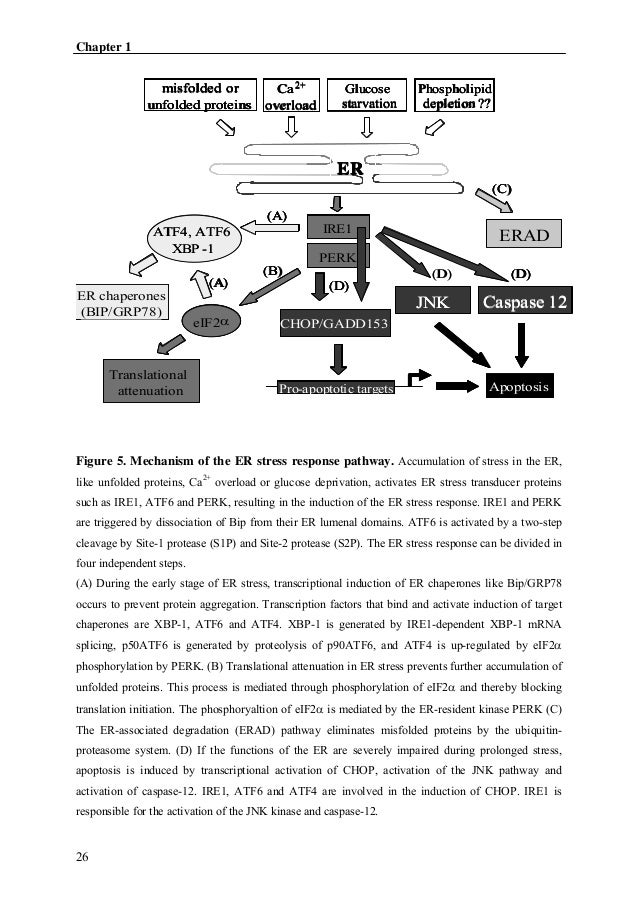 Alkaline protease phd thesis