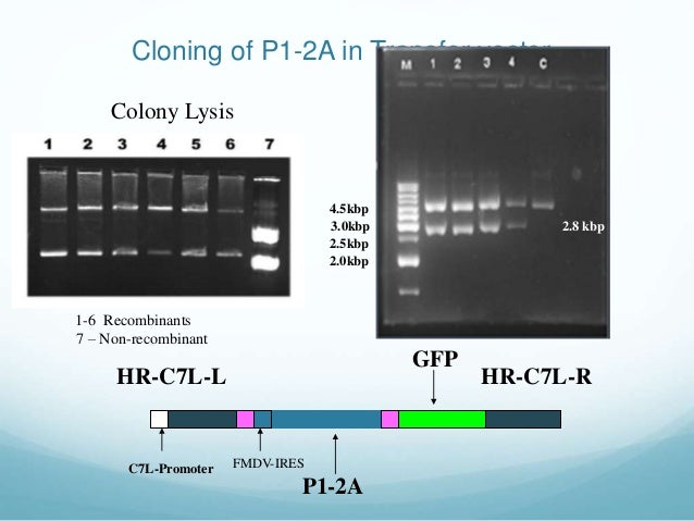 phd thesis cloning