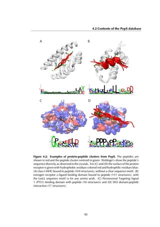 4.2 Contents of the PepX database
A B
C D
0
1
2
3
4
1 2 3 4 5 6 7 8 9 1 0 1 1 1 2 1 3 1 4 1 5
MHC-0 (168 peptides)
0
1
2
3
4
1 2 3 4 5 6 7 8 9 1 0 1 1 1 2 1 3 1 4 1 5
LBD-0 (111 peptides)
0
1
2
3
4
1 2 3 4 5 6 7 8
PTS-0 (10 peptides)
0
1
2
3
4
1 2 3 4 5 6 7 8 9 1 0 1 1 1 2 1 3
SH3-0 (17 peptides)
Figure 4.2: Examples of protein-peptide clusters from PepX. The peptides are
shown in red and the peptide cluster centroid in green. Weblogo’s show the peptide’s
sequence diversity as observed in the crystals. For (C) and (D) the surface of the protein
receptor is given with hydrophobic residues colored red and hydrophilic residues blue.
(A) class I MHC bound to peptide (169 structures), without a clear sequence motif. (B)
estrogen receptor α-ligand binding domain bound to peptide (111 structures), with
the LxxLL sequence motif (x for any amino acid). (C) Peroxisomal Targeting Signal
1 (PTS1) binding domain with peptide (10 structures) and (D) SH3 domain-peptide
interaction (17 structures).
91
 