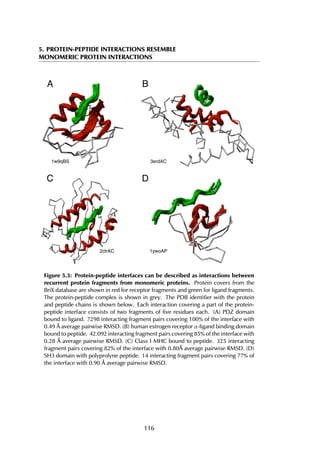 5. PROTEIN-PEPTIDE INTERACTIONS RESEMBLE
MONOMERIC PROTEIN INTERACTIONS
1w9qBS 3erdAC
1ywoAP2clrAC
A B
C D
Figure 5.3: Protein-peptide interfaces can be described as interactions between
recurrent protein fragments from monomeric proteins. Protein covers from the
BriX database are shown in red for receptor fragments and green for ligand fragments.
The protein-peptide complex is shown in grey. The PDB identifier with the protein
and peptide chains is shown below. Each interaction covering a part of the protein-
peptide interface consists of two fragments of five residues each. (A) PDZ domain
bound to ligand. 7298 interacting fragment pairs covering 100% of the interface with
0.49 Å average pairwise RMSD. (B) human estrogen receptor α-ligand binding domain
bound to peptide. 42.092 interacting fragment pairs covering 85% of the interface with
0.28 Å average pairwise RMSD. (C) Class I MHC bound to peptide. 325 interacting
fragment pairs covering 82% of the interface with 0.80Å average pairwise RMSD. (D)
SH3 domain with polyprolyne peptide. 14 interacting fragment pairs covering 77% of
the interface with 0.90 Å average pairwise RMSD.
116
 
