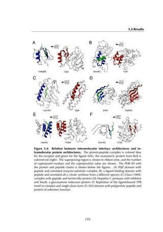 5.2 Results
1w9qBS 1gsa 3erdAC 1csh
1jigA1yn7AC 2mbr 1dy8AC
1elwAC 1hh8A 2vknAC 1k7jA
1.64 Å
20 res
1.94 Å
35 res
0.94 Å
24 res
1.51 Å
34 res
1.17 Å
47 res
0.69 Å
12 res
A B
C D
E F
Figure 5.4: Relation between intermolecular interface architectures and in-
tramolecular protein architectures. The protein-peptide complex is colored blue
for the receptor and green for the ligand (left); the monomeric protein from BriX is
colored red (right). The superposing region is shown in ribbon view, and the number
of superposed residues and the superposition value are shown. The PDB ID with
the protein and peptide chains is shown below the figures. (A) PDZ domain with
peptide and unrelated enzyme-substrate complex (B) α-ligand binding domain with
peptide and unrelated all-α citrate synthase from a different species (C) Class I MHC
complex with peptide and ferritin-like protein (D) Hepatitis C protease with inhibitor
and MurB, a glucosamine reductase protein (E) Repetition of the ligand-bound TPR
motif in complex and single-chain form (F) SH3 domain with polyproline peptide and
protein of unknown function.
119
 