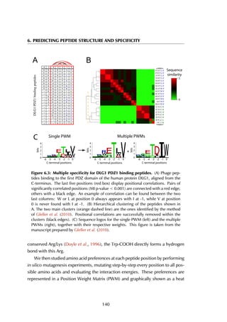 6. PREDICTING PEPTIDE STRUCTURE AND SPECIFICITY
-6 -5 -4 -3 -2 -1 0
$ 5 < ( 7 / 9
* 5 * 7 ' , :
* : ) ( 7 / 9
5 . ( 7 / , /
5 3 : 6 7 ' 9
5 6 6 7 ' , :
6 5 5 ( 7 : 9
7 6 5 6 7 : 9
* ( 7 ' , :
, ( 7 ' , :
5 5 ( 7 / 9
5 : ( 7 ' 9
6 : + 7 : 9
< 6 7 ' , :
) ( 7 / 9
5 1 7 / 9
5 6 7 / 9
: ( 7 0 9
< ( 7 / 9
+ 7 : 9
6 , , : 6 , ,:
( 7 /,/
( 7 ' , :
( 7 ', :
* 7 ' , :
6 7 ' , :
6 7 ' , :
: + 7 : 9
+ 7 : 9
: ( 7 0 9
: ( 7 ' 9
: 6 7 ' 9
5 ( 7 : 9
5 6 7 : 9
5 6 7 /9
5 1 7 / 9
5 ( 7 / 9
< ( 7 / 9
< ( 7 / 9
) ( 7 /9
) ( 7 /9
1
0
Sequence
similarity
A B
C
bits
C-terminal positions
Single PWM
-6 -5 -4 -3 -2 -1 0-6 -5 -4 -3 -2 -1 0
0
1
2
3
4
bits
0
1
2
3
4
bits
Multiple PWMs
+
0
1
2
3
4
-6 -5 -4 -3 -2 -1 0
C-terminal positions C-terminal positions
Fig_1
'/*3'=ELQGLQJSHSWLGHV
Figure 6.3: Multiple speciﬁcity for DLG1 PDZ1 binding peptides. (A) Phage pep-
tides binding to the first PDZ domain of the human protein DLG1, aligned from the
C-terminus. The last five positions (red box) display positional correlations. Pairs of
significantly correlated positions (MI p-value < 0.001) are connected with a red edge,
others with a black edge. An example of correlation can be found between the two
last columns: W or L at position 0 always appears with I at -1, while V at position
0 is never found with I at -1. (B) Hierarchical clustering of the peptides shown in
A. The two main clusters (orange dashed line) are the ones identified by the method
of Gfeller et al. (2010). Positional correlations are successfully removed within the
clusters (black edges). (C) Sequence logos for the single PWM (left) and the multiple
PWMs (right), together with their respective weights. This figure is taken from the
manuscript prepared by Gfeller et al. (2010).
conserved Arg/Lys (Doyle et al., 1996), the Trp-COOH directly forms a hydrogen
bond with this Arg.
We then studied amino acid preferences at each peptide position by performing
in silico mutagenesis experiments, mutating step-by-step every position to all pos-
sible amino acids and evaluating the interaction energies. These preferences are
represented in a Position Weight Matrix (PWM) and graphically shown as a heat
140
 