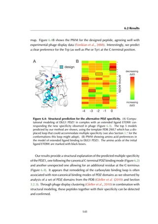 6.2 Results
map. Figure 6.4B shows the PWM for the designed peptide, agreeing well with
experimental phage display data (Tonikian et al., 2008). Interestingly, we predict
a clear preference for the Trp (as well as Phe or Tyr) at the C-terminal position.
Trp0
Ile-1
Asp-2
Thr-3
Glu-4His165
Arg105
Ser113
A B
design
aminoacids
-4 -3 -2 -1 0-5 -4 -3 -2 -1 0
G
A
L
V
I
P
R
T
S
C
M
K
E
Q
D
N
W
Y
F
H
Positions
AminoAcids
Decreasing
G
Increasing
G
-5 -4 -3 -2 -1 0
G
A
L
V
I
P
R
T
S
C
M
K
E
Q
D
N
W
Y
F
H
Positions
AminoAcids
Decreasing
G
Increasing
G
-2 -1 0
G
A
L
V
I
P
R
T
S
C
M
K
E
Q
D
N
W
Y
F
H
s
AminoAcids
Decreasi
G
Increasin
G
decreasing
increasing
Figure 6.4: Structural prediction for the alternative PDZ speciﬁcity. (A) Compu-
tational modeling of DLG1 PDZ1 in complex with an extended ligand ETDIW cor-
responding the new specificity observed in phage (Figure 6.3). The top 5 models
predicted by our method are shown, using the template PDB 2WL7 which has a dis-
placed loop that could accommodate multiple specificity (see also Section 3.7 for the
conformations this loop might adopt). (B) PWM showing amino acid preferences in
the model of extended ligand binding to DLG1 PDZ1. The amino acids of the initial
ligand ETDIW are marked with black boxes.
Our results provide a structural explanation of the predicted multiple specificity
of the PDZ1, one following the canonical C-terminal PDZ binding mode (Figure 6.2)
and another unexpected one allowing for an additional residue at the C-terminus
(Figure 6.4). It appears that remodeling of the carboxylate binding loop is often
associated with non-canonical binding modes of PDZ domains as we observed by
analysis of a set of PDZ domains from the PDB (Gfeller et al. (2010) and Section
3.2.3). Through phage display clustering (Gfeller et al., 2010) in combination with
structural modeling, these peptides together with their specificity can be detected
and confirmed.
141
 