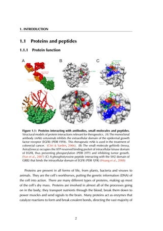 1. INTRODUCTION
1.1 Proteins and peptides
1.1.1 Protein function
A B C
Figure 1.1: Proteins interacting with antibodies, small molecules and peptides.
Structural models of protein interactions relevant for therapeutics. (A) The monoclonal
antibody (mAb) cetuximab inhibits the extracellular domain of the epidermal growth
factor receptor (EGFR) (PDB 1YY8). This therapeutic mAb is used in the treatment of
colorectal cancer. (Citri & Yarden, 2006). (B) The small molecule gefitinib (Iressa,
AstraZeneca) occupies the ATP-reserved binding pocket of intracellular kinase domain
of EGFR, thus preventing phosporylation (PDB 2ITY) and inhibiting tumor growth.
(Yun et al., 2007) (C) A phosphotyrosine peptide interacting with the SH2 domain of
GRB2 that binds the intracellular domain of EGFR (PDB 1JYR) (Huang et al., 2008)
Proteins are present in all forms of life, from plants, bacteria and viruses to
animals. They are the cell’s workhorses, putting the genetic information (DNA) of
the cell into action. There are many different types of proteins, making up most
of the cell’s dry mass. Proteins are involved in almost all of the processes going
on in the body; they transport nutrients through the blood, break them down to
power muscles and send signals to the brain. Many proteins act as enzymes that
catalyze reactions to form and break covalent bonds, directing the vast majority of
2
 