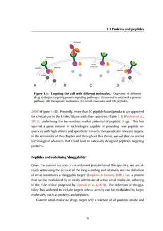 1.1 Proteins and peptides
x
antibody
receptor
Y-kinase
hormone
small
molecule
peptide
effector
1 2 3 4A B C D
Figure 1.4: Targeting the cell with different molecules. Overview of different
drug strategies targeting protein signaling pathways: (A) normal scenario of a generic
pathway, (B) therapeutic antibodies, (C) small molecules and (D) peptides.
2007) (Figure 1.4D). Presently, more than 50 peptide-based products are approved
for clinical use in the United States and other countries (Table 1.1) (Pechon et al.,
2010), underlining the tremendous market potential of peptidic drugs. This has
spurred a great interest in technologies capable of providing new peptide se-
quences with high affinity and specificity towards therapeutically relevant targets.
In the remainder of this chapter and throughout this thesis, we will discuss recent
technological advances that could lead to rationally designed peptides targeting
proteins.
Peptides and redeﬁning ‘druggability’
Given the current success of recombinant protein-based therapeutics, we are al-
ready witnessing the erosion of the long-standing and relatively narrow definition
of what constitutes a ‘druggable target’ (Hopkins & Groom, 2002) (i.e. a protein
that can be modulated by an orally administered active small molecule, adhering
to the ‘rule of five’ proposed by Lipinski et al. (2001)). The definition of ‘drugga-
bility’ has widened to include targets whose activity can be modulated by larger
molecules, such as proteins and peptides.
Current small-molecule drugs target only a fraction of all proteins inside and
9
 