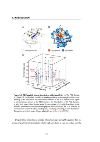 1. INTRODUCTION
hydrophobic hydrophilichydrogen bonds
β2
A B
C
Figure 1.6: PDZ-peptide interactions and peptide speciﬁcity. (A) The PDZ domain
of Erbin (PDB 1N7T) binds peptides in an elongated way, with multiple residues con-
tributing to the interaction. (B) The carboxy-terminal of the PDZ peptide binds tightly
in a hydrophobic pocket of the PDZ domain. (C) Distribution of 74 PDZ domains
in selectivity space, after singular value decomposition of correlated positions in the
peptide. The contributions of different peptide positions allows the PDZ domains to
optimize their specificity while avoiding cross-reactivity, revealing an even distribution
throughout selectivity space (Figure adapted from Stiffler et al. (2007)).
Despite their limited size, peptide interactions can be highly specific. For ex-
ample, many C-terminal peptides exhibit high specificity in vivo for certain specific
22
 