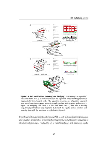 2.3 Database access
B
A
PDB 2WL7
A112
A104 A112
L5
sequence logo
PDB 2WL7 without loop
secondary structure logo
sequence logo
secondary structure logo
12.7Å
Figure 2.9: BriX applications: ‘covering’ and ‘bridging’. (A) Covering: an input PDZ
structure (PDB: 2WL7) is shown for which the algorithm finds matching structural
fragments for the β-strand (red). The algorithm returns a set of protein fragment
structures (green) superposed on the β-strand, together with structure and sequence
logos. (B) Bridging: the same PDB structure (PDB: 2WL7), now with a missing
loop.The algorithm finds loop fragments that match the regular anchor residues and
span the loop with the same end-to-end distance (green).
these fragments superposed on the query PDB as well as logos depicting sequence
and structure propensities of the matched fragments, useful to derive sequence or
structure relationships. Finally, the set of matching classes and fragments can be
57
 