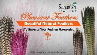 Visit on www.schumanfeathers.com
 